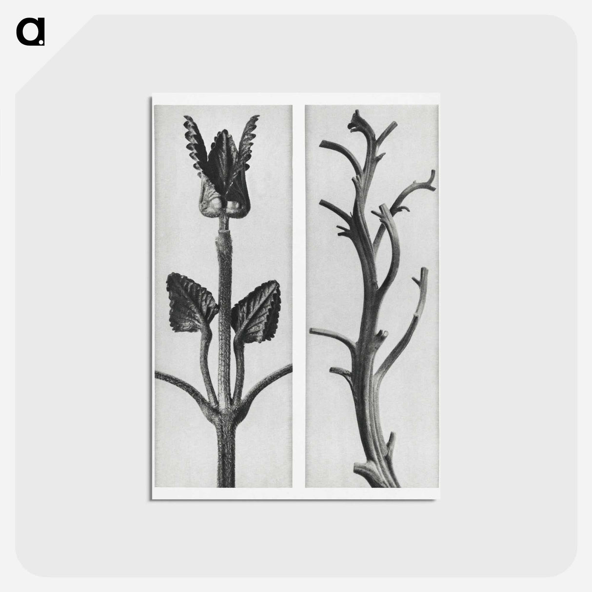 アートポストカード-Stachis Grandiflora (Big Betony) enlarged 3 times and Nicotiana Rustica (Aztec Tobacco) - カール ブロスフェルト Postcard.