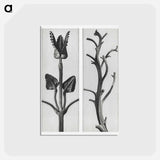 アートポストカード-Stachis Grandiflora (Big Betony) enlarged 3 times and Nicotiana Rustica (Aztec Tobacco) - カール ブロスフェルト Postcard.