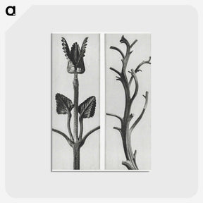 1-71_Karl-Blossfeldt_postcard