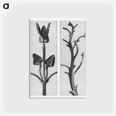 アートポストカード-Stachis Grandiflora (Big Betony) enlarged 3 times and Nicotiana Rustica (Aztec Tobacco) - カール ブロスフェルト Postcard.