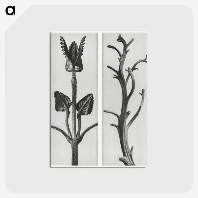 1-71_Karl-Blossfeldt_postcard