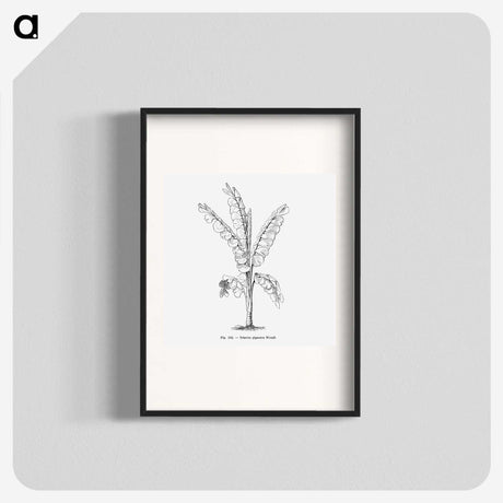 1-71_Les-Palmiers-Histoire-Iconographique_blk
