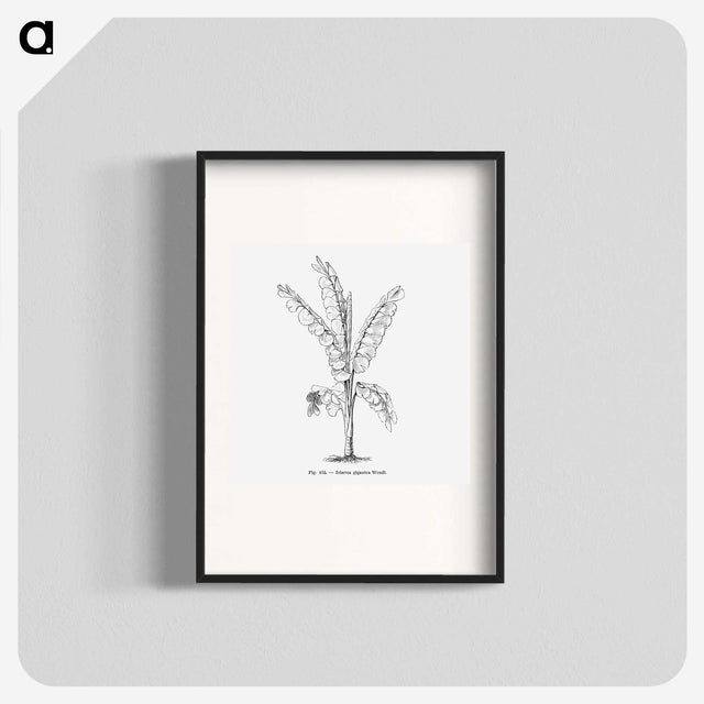 1-71_Les-Palmiers-Histoire-Iconographique_blk