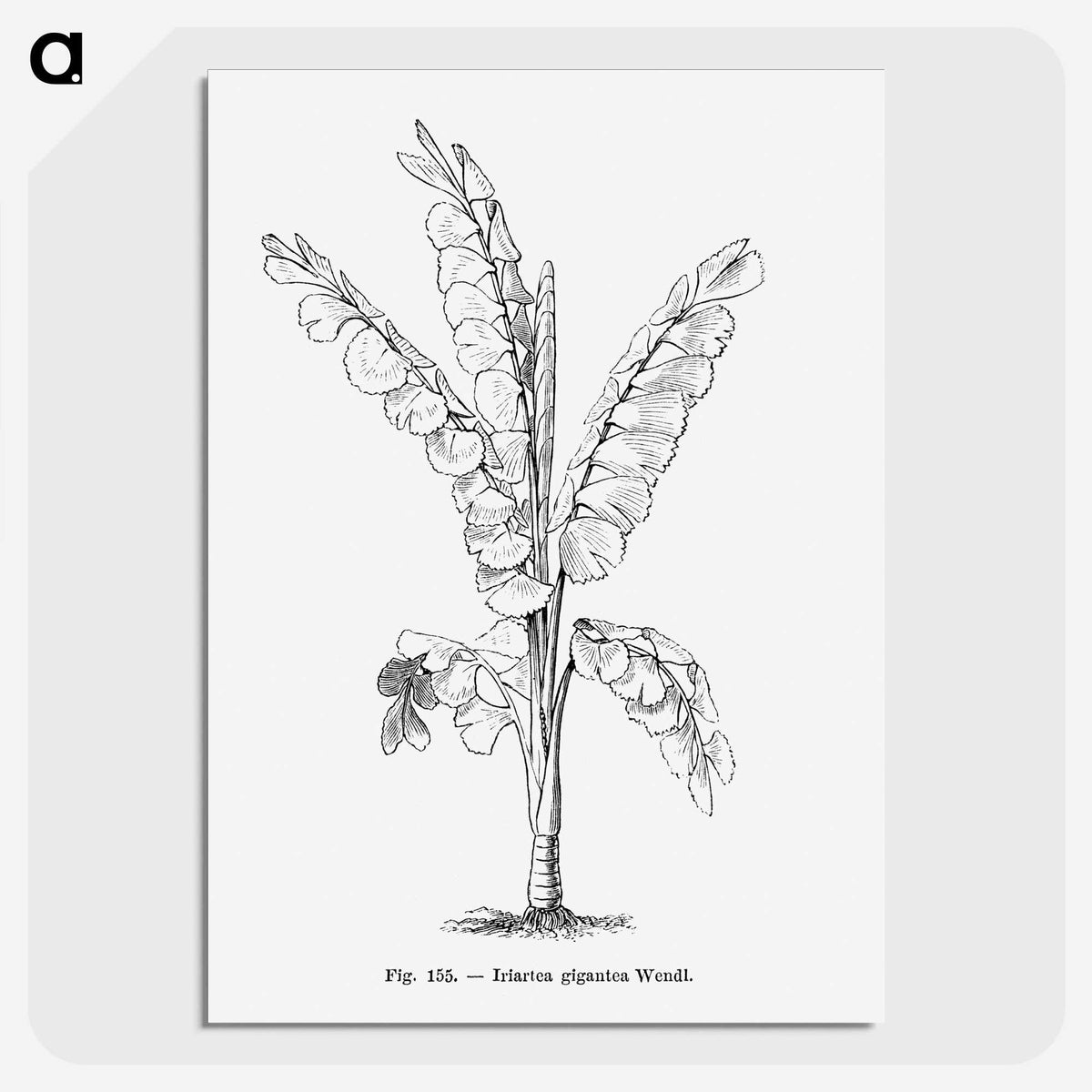1-71_Les-Palmiers-Histoire-Iconographique_picture-crop