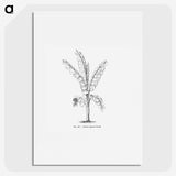 1-71_Les-Palmiers-Histoire-Iconographique_picture