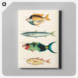 アートパネル-Moluccan Fishes
 - ルイ ルナール Canvas.