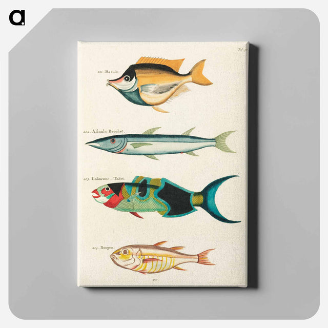 アートパネル-Moluccan Fishes
 - ルイ ルナール Canvas.
