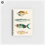 Moluccan Fishes
 - ルイ ルナール Memo.