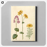 アートパネル-Lunaria, Doronicum, and Adonis
 - マリア ジビーラ メーリアン Canvas.