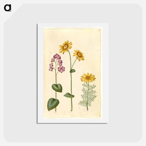 アートポストカード-Lunaria, Doronicum, and Adonis
 - マリア ジビーラ メーリアン Postcard.