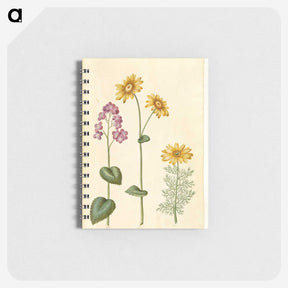 1-71_Maria-Sibylla-Merian_memo