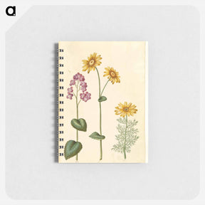 アートメモ帳-Lunaria, Doronicum, and Adonis
 - マリア ジビーラ メーリアン Memo.