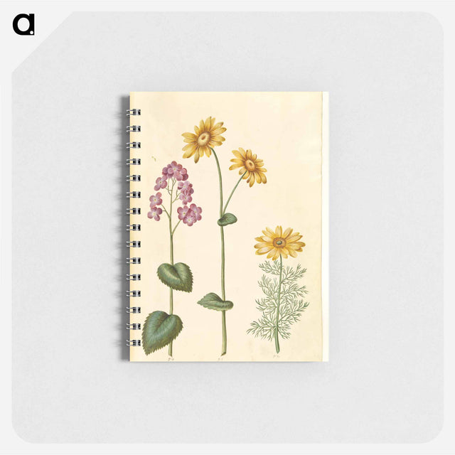 アートメモ帳-Lunaria, Doronicum, and Adonis
 - マリア ジビーラ メーリアン Memo.