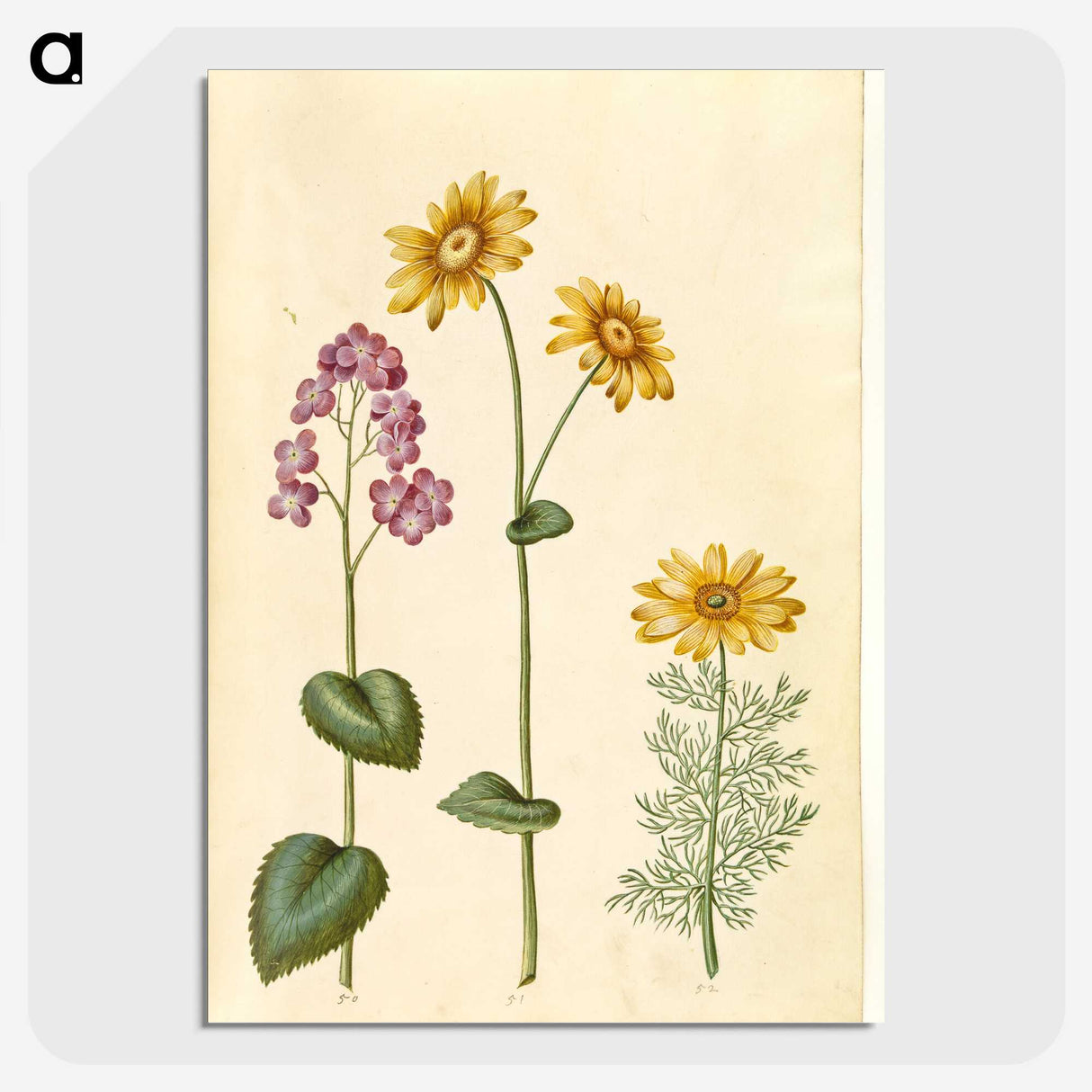 1-71_Maria-Sibylla-Merian_picture-crop
