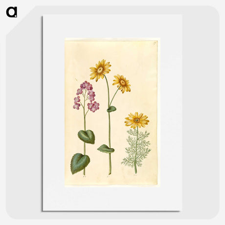1-71_Maria-Sibylla-Merian_picture