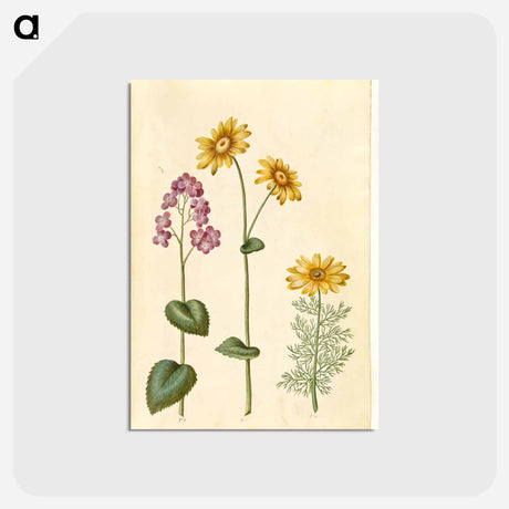 アートポストカード-Lunaria, Doronicum, and Adonis
 - マリア ジビーラ メーリアン Postcard.