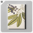 1-71_Mark-Catesby_canvas
