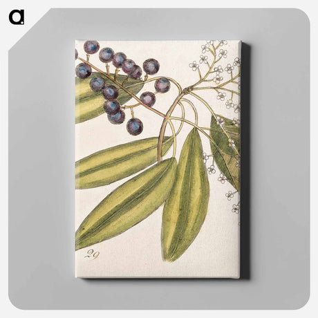 アートパネル-The Natural History of Carolina, Florida
 - マーク ケイツビー Canvas.