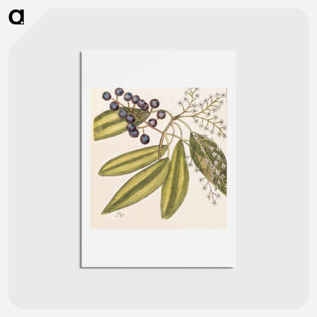 アートポストカード-The Natural History of Carolina, Florida
 - マーク ケイツビー Postcard.