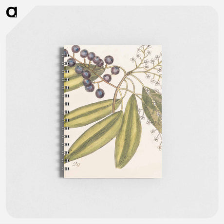 アートメモ帳-The Natural History of Carolina, Florida
 - マーク ケイツビー Memo.