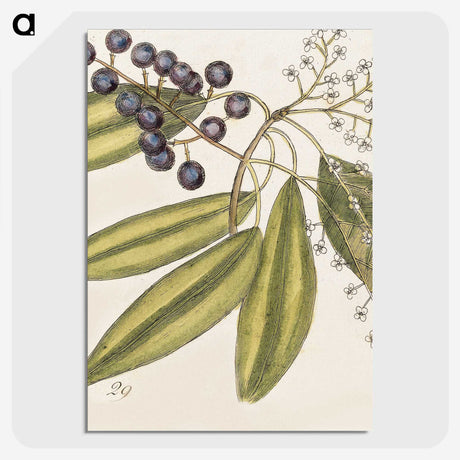 1-71_Mark-Catesby_picture-crop