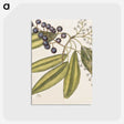 1-71_Mark-Catesby_postcard