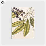 アートポストカード-The Natural History of Carolina, Florida
 - マーク ケイツビー Postcard.