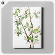 1-71_Mary-Vaux-Walcott_canvas