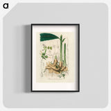 アートポスター-Matonia Cardamomun Illustration
 - 薬用植物学 Poster.