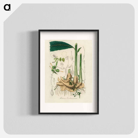 アートポスター-Matonia Cardamomun Illustration
 - 薬用植物学 Poster.