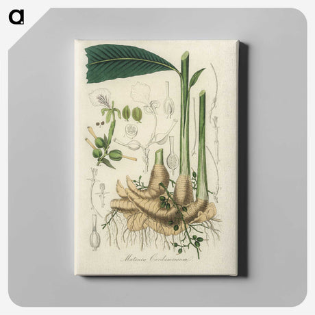 1-71_Medical-Botany_canvas