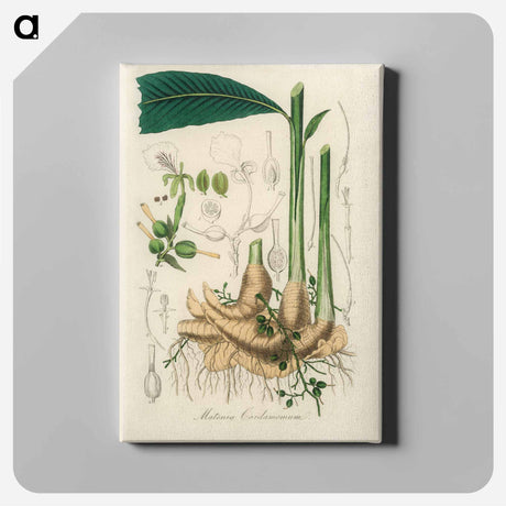 アートパネル-Matonia Cardamomun Illustration
 - 薬用植物学 Canvas.