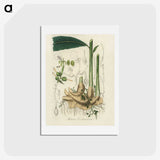 1-71_Medical-Botany_hagaki