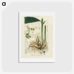 1-71_Medical-Botany_hagaki