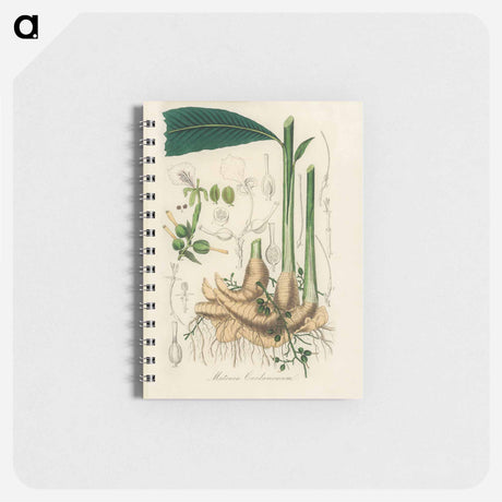 アートメモ帳-Matonia Cardamomun Illustration
 - 薬用植物学 Memo.