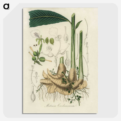 1-71_Medical-Botany_picture-crop