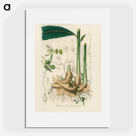 アートポスター-Matonia Cardamomun Illustration
 - 薬用植物学 Poster.