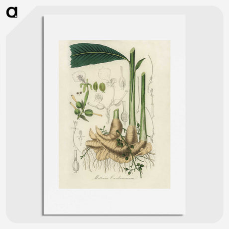1-71_Medical-Botany_picture