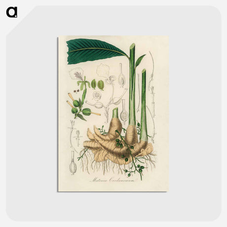 アートポストカード-Matonia Cardamomun Illustration
 - 薬用植物学 Postcard.
