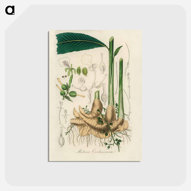 アートポストカード-Matonia Cardamomun Illustration
 - 薬用植物学 Postcard.