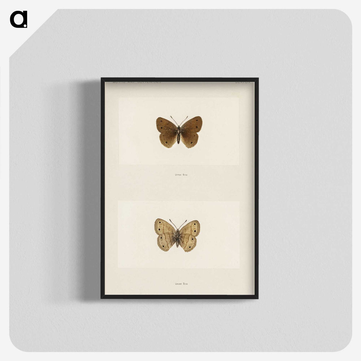 1-71_Moths-and-Butterflies-of-the-United-States_blk-crop