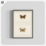 1-71_Moths-and-Butterflies-of-the-United-States_blk-crop