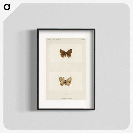 1-71_Moths-and-Butterflies-of-the-United-States_blk