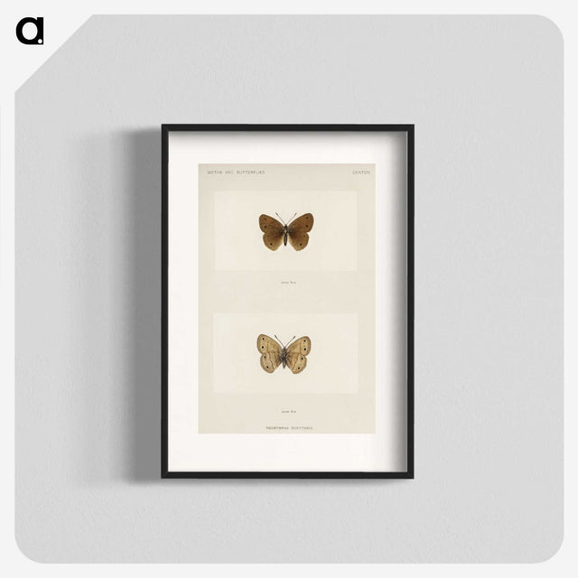 1-71_Moths-and-Butterflies-of-the-United-States_blk