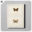 1-71_Moths-and-Butterflies-of-the-United-States_canvas