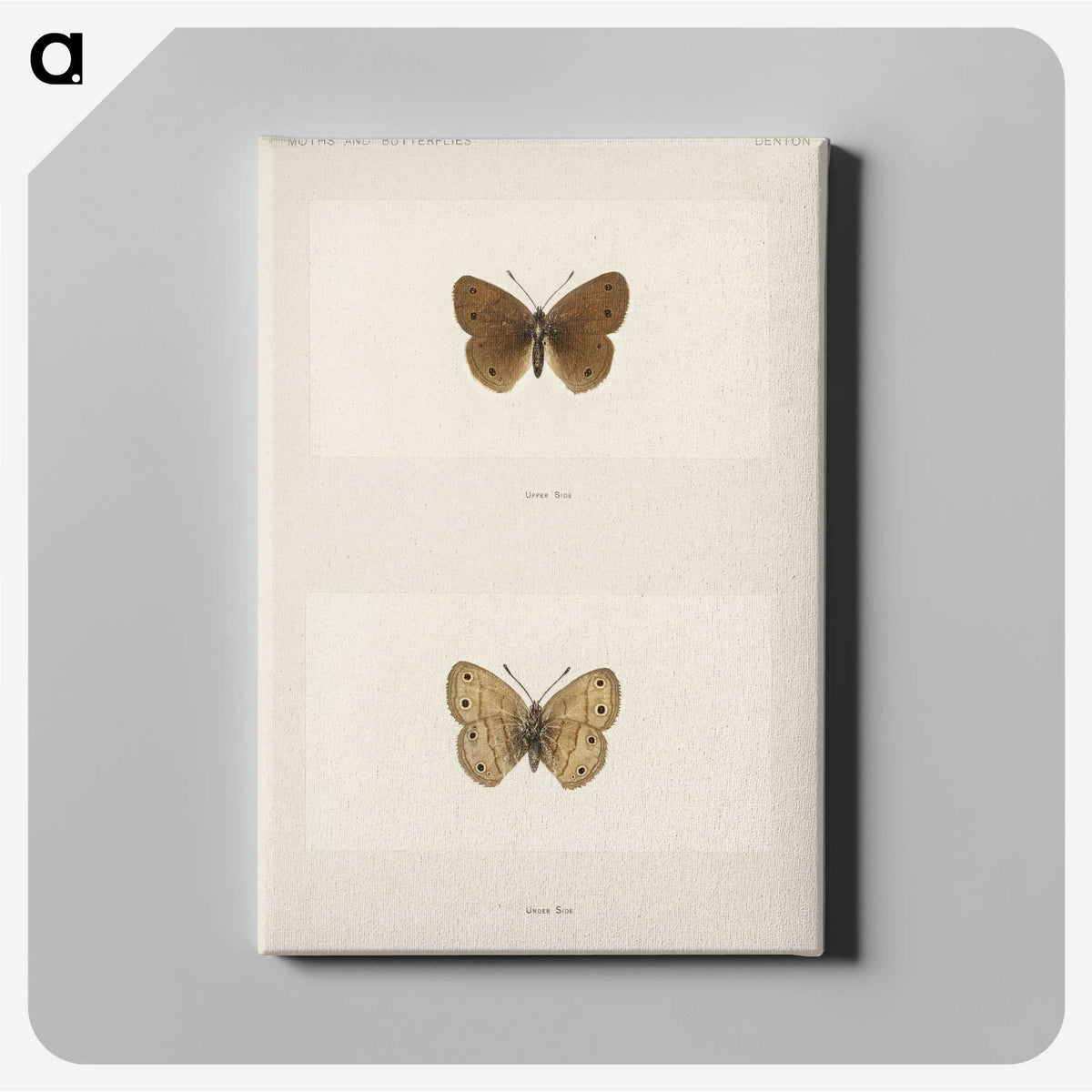 1-71_Moths-and-Butterflies-of-the-United-States_canvas