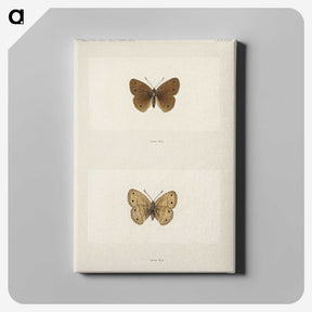 1-71_Moths-and-Butterflies-of-the-United-States_canvas