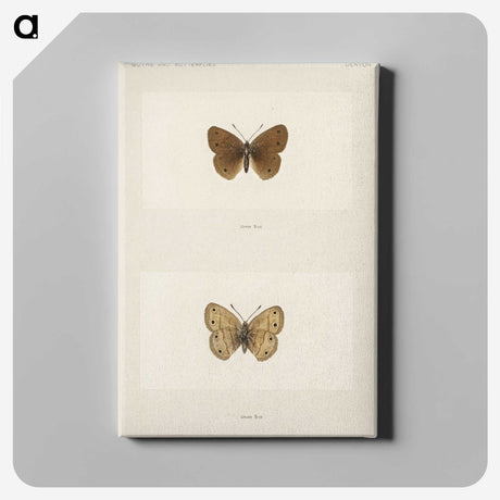 1-71_Moths-and-Butterflies-of-the-United-States_canvas