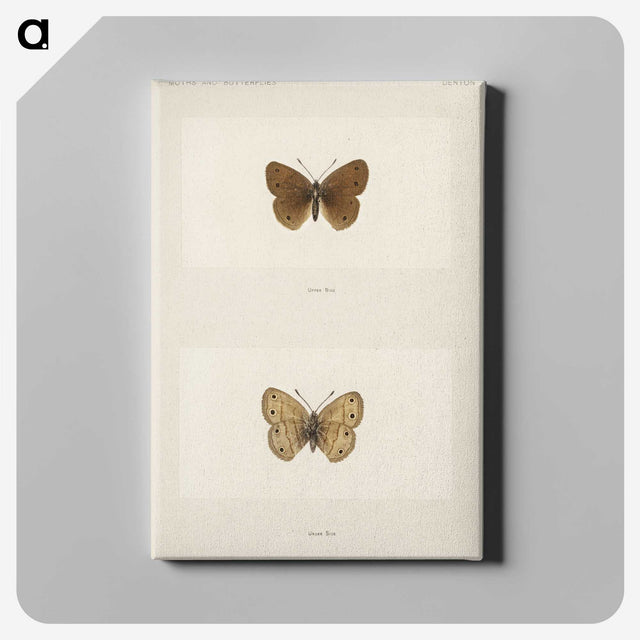 1-71_Moths-and-Butterflies-of-the-United-States_canvas