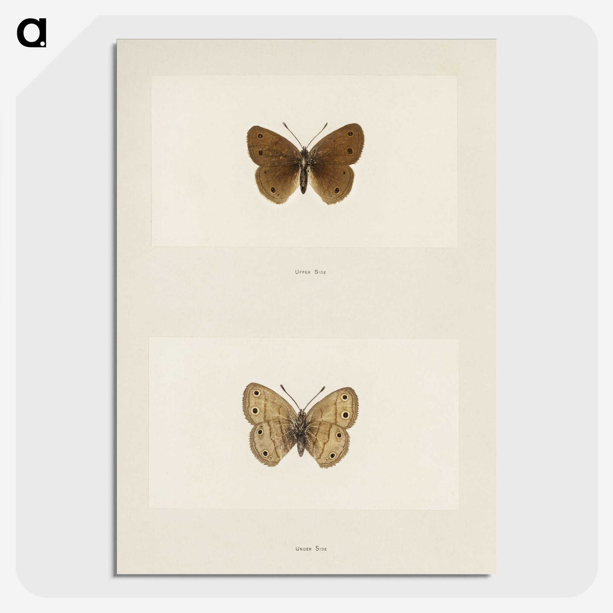 1-71_Moths-and-Butterflies-of-the-United-States_picture-crop